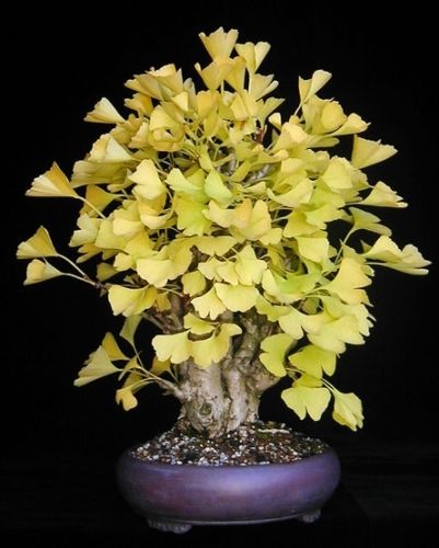 ginko biloba3.jpg