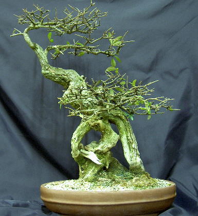 ligustrum.jpg
