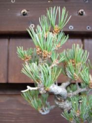 pinus thunbergii 1.jpg