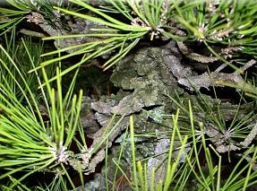 pinus thunbergii 2.jpg