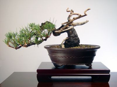 pinus thunbergii  .jpg