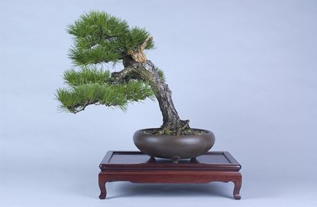 pinus thunbergii.jpg
