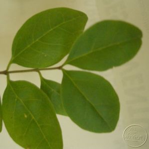 ligustr chiĂąski .jpg