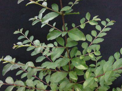 ligustr chiĂąski.jpg