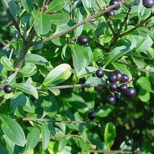 ligustr europejski.jpg