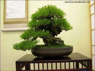 pinus thunbergii.jpg