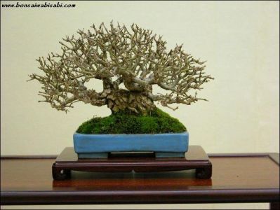 ligustrum vulgare.jpg