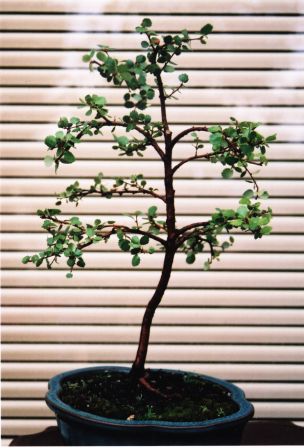 MoÂże w przyszÂłoÂści forma pÂłaczÂąca?