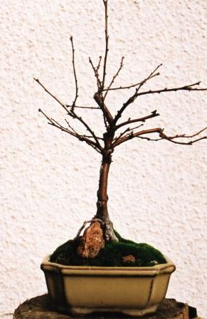 WidaĂŚ drobne gaÂłÂązki.