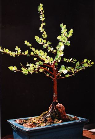 Nie ma biaÂłego pnia!