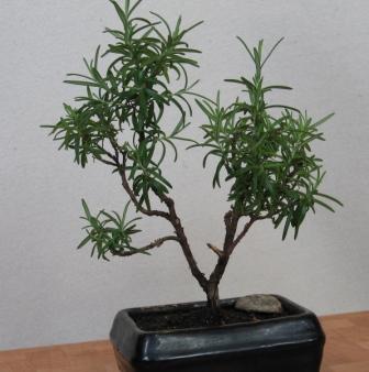 lato 2005 - wÂłaÂściciel jacenty_3