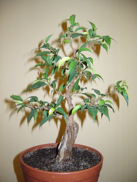 mini-A_ficus1_przod.JPG