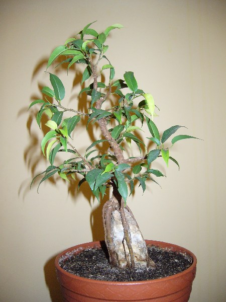 mini-A_ficus2_prawa.JPG