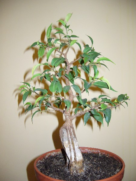 mini-A_ficus3_tyl.JPG