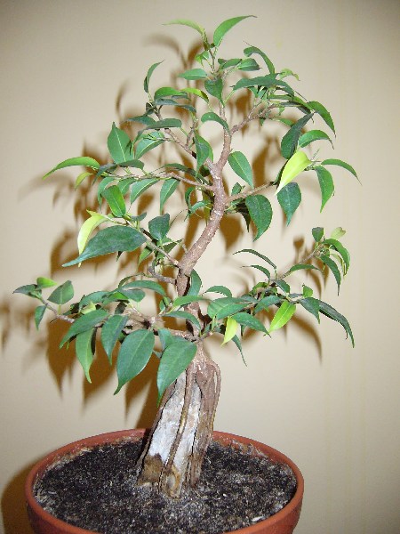 mini-A_ficus4_lewa.JPG
