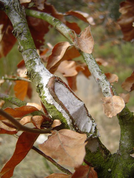 miejsce obciĂŞcia gÂłĂłwnego pĂŞdu