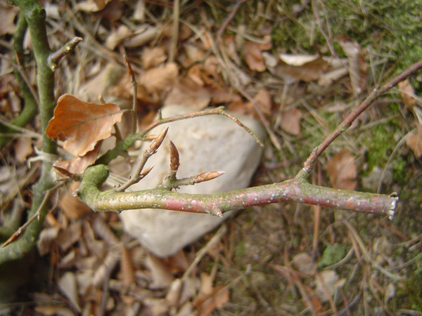 przykladowy obciety ped i nowe pÂąki [ z tamtego roku(?)]