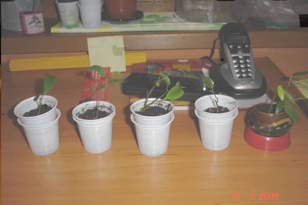 A to reszta moich przyjaciĂłÂł, malutkie jeszcze. No i wÂłaÂśnie, przyciÂąĂŚ Âżeby siĂŞ rozrosÂły?