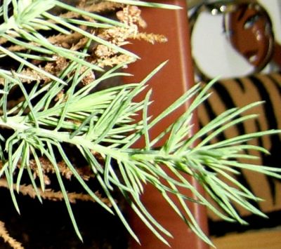 I kolejne zbliÂżenie, moÂże lepiej widaĂŚ??