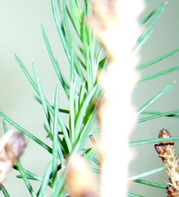 ZbliÂżenie na igieÂłki