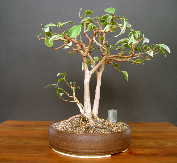 TyÂł. Na Âśrodkowym drzewku widaĂŚ Âślad po spotkaniu z kotem.