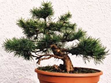 wÂłaÂściciel: jacenty_3