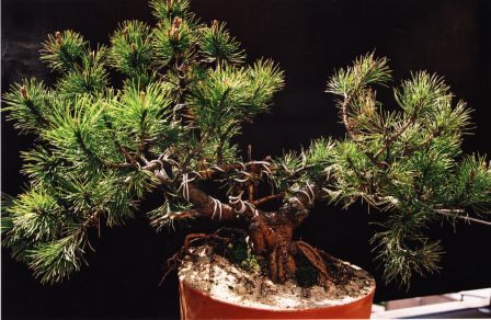 wÂłaÂściciel: jacenty_3. planowana kaskada.