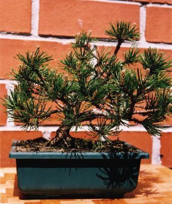 wÂłaÂściciel: jacenty_3