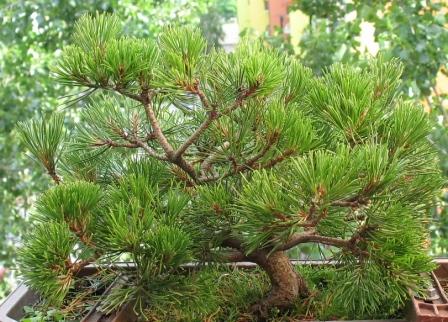 wÂłaÂściciel: jacenty_3