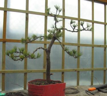 mar_25_26 sosna an.jpg