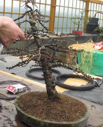 mar_25_26 modrzew.jpg