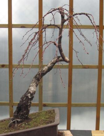 mar_25_26 brzoza Jacka.jpg