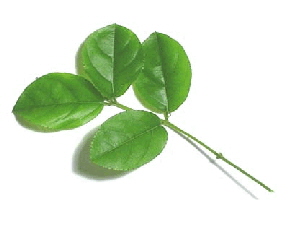 sageretia liÂście.jpg