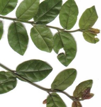 sageretia liÂście 1.jpg