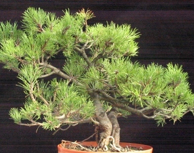 mar_25_26 _mugo przed.jpg