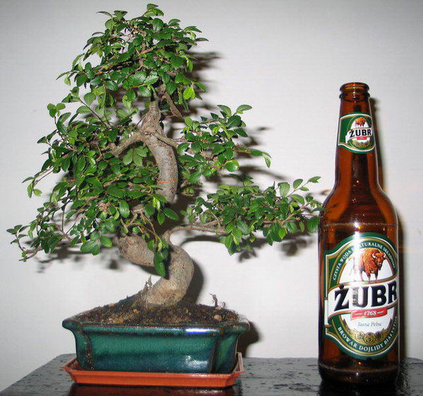 musiaÂłem do czegoÂś przyrĂłwnaĂŚ, a Âże 99% z nas bĂŞdzie znaÂła wielkoÂśĂŚ tego przedmitu...