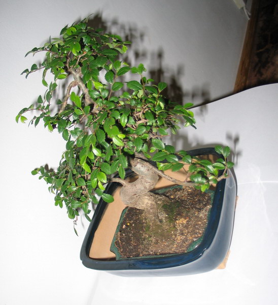 drzewko w terazniejszej doniczce, wstawione do doniczki 'nowej'