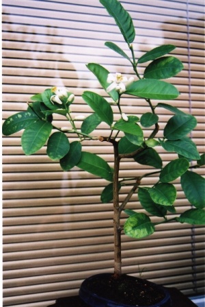 cytryna - okres kwitnienia.jpg