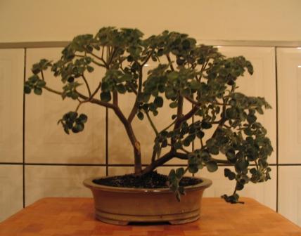 Wys. 25 cm, szer. 40 cm,
<br />Âśr. pnia 3 cm. wÂłaÂściciel: jacenty_3