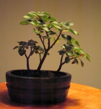 Eonium - wys. 10 cm. wÂłaÂściciel: jacenty_3