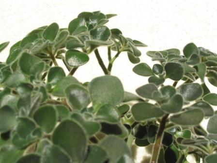 eonium liÂście.jpg