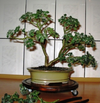 Eonium po kilku korektach. wÂłaÂściciel: jacenty_3