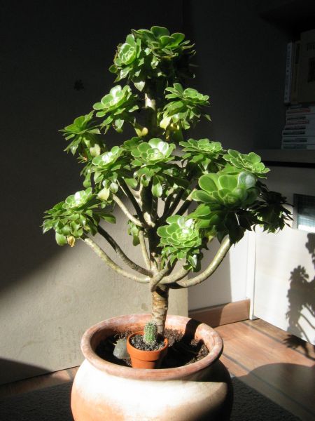 eonium drzewiaste.jpg