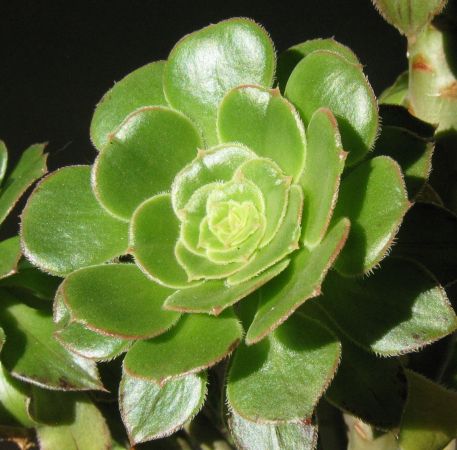 eonium drzewiaste 2.jpg