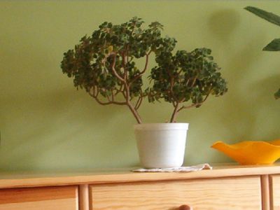 wÂłaÂściciel: popek