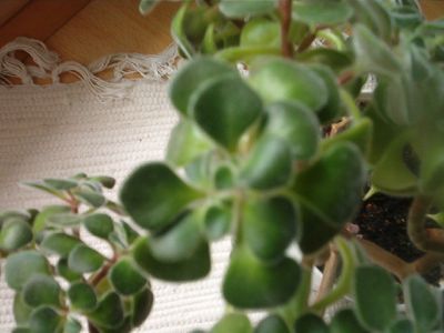 wÂłaÂściciel: popek