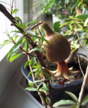 granat liÂście i owoc.jpg