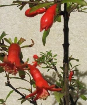 wiÂązka granatĂłw kwiat.jpg