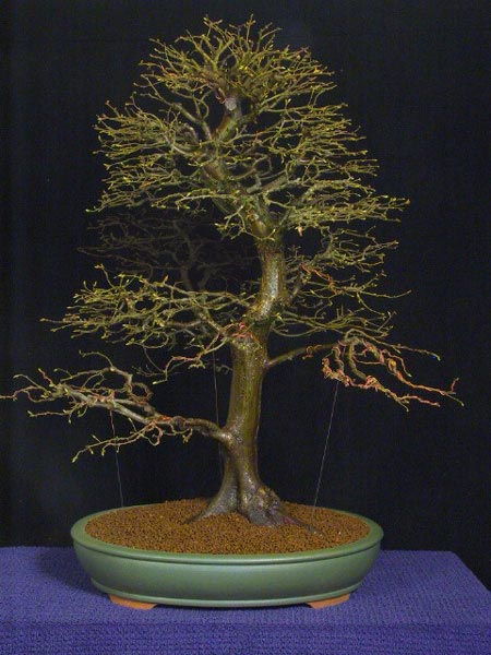 Z usunieta galezia. (Nie wiem czy dobrze widzĂŞ ukÂład gaÂłĂŞzi)