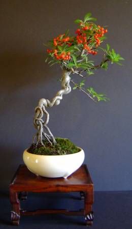 pyracantha 6.jpg